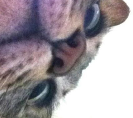 cat2