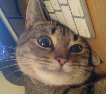 cat3