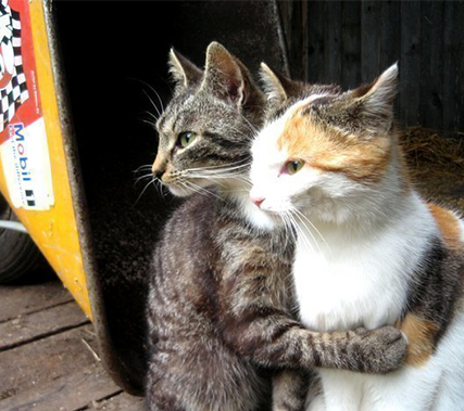 cat4