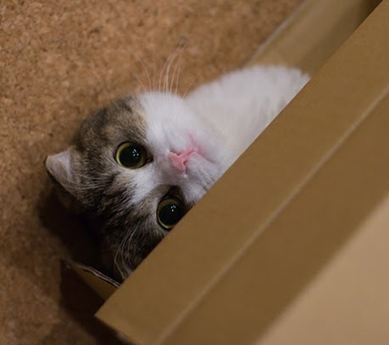 cat5