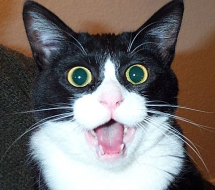 cat1