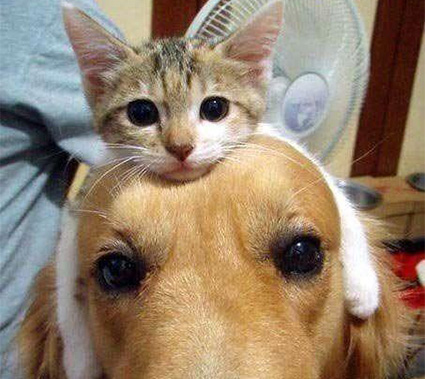 cat10