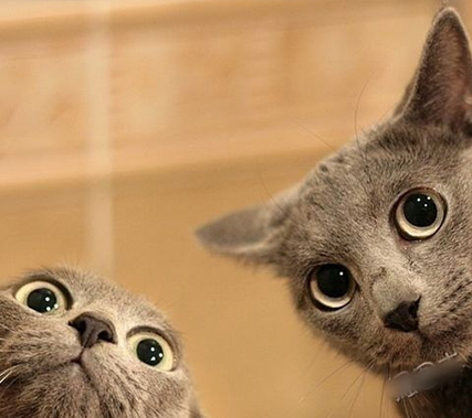 cat2